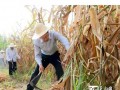 張春賢喀什葉城調研：戴草帽揮鐮刀收割玉米